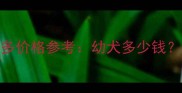 黑色拉布拉多价格参考幼犬多少钱饲养成本全