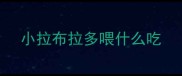 小拉布拉多喂什么吃