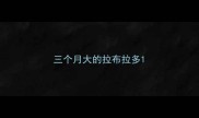 三个月大的拉布拉多