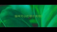 猫咪可以吃哪些食物