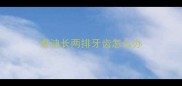泰迪长两排牙齿怎么办