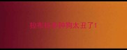 拉布拉多种狗太丑了