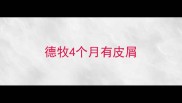 德牧4个月有皮屑
