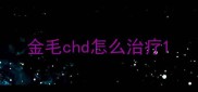 金毛chd怎么治疗