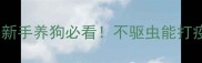 驱虫和疫苗哪个更重要新手养狗必看不驱虫能打疫苗吗附科学接种指南
