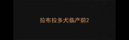 拉布拉多犬临产前