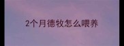 2个月德牧怎么喂养
