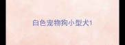 白色宠物狗小型犬