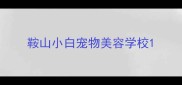 鞍山小白宠物美容学校
