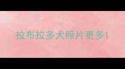 拉布拉多犬照片更多