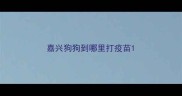 嘉兴狗狗到哪里打疫苗