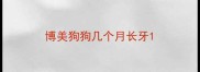 博美狗狗几个月长牙