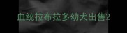 血统拉布拉多幼犬出售