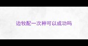 边牧配一次种可以成功吗