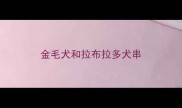 金毛犬和拉布拉多犬串