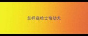 怎样选哈士奇幼犬