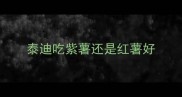 泰迪吃紫薯还是红薯好