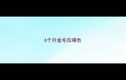 6个月金毛拉褐色
