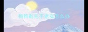 狗狗剃毛不老实怎么办