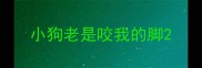 小狗老是咬我的脚