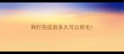 狗打完疫苗多久可以剪毛
