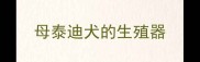 母泰迪犬的生殖器