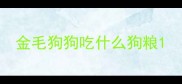 金毛狗狗吃什么狗粮