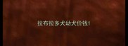 拉布拉多犬幼犬价钱