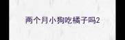 两个月小狗吃橘子吗