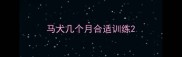 马犬几个月合适训练