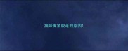 猫咪嘴角脱毛的原因