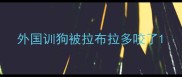 外国训狗被拉布拉多咬了