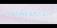 3个月的狗狗感冒怎么办