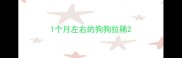 1个月左右的狗狗拉稀