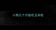 小狗几个月能吃玉米粒