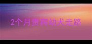 2个月贵宾幼犬走路