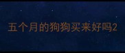五个月的狗狗买来好吗