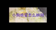 小狗感冒怎么辨别