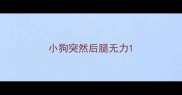小狗突然后腿无力