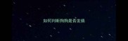 如何判断狗狗是否发烧