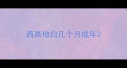 西高地白几个月成年