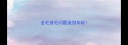 金毛被毛问题鉴别年龄