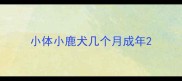 小体小鹿犬几个月成年