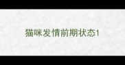 猫咪发情前期状态