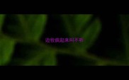 边牧疯起来叫不听