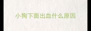 小狗下面出血什么原因