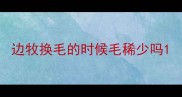 边牧换毛的时候毛稀少吗