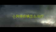 小狗得疥螨怎么治疗