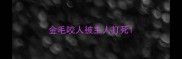 金毛咬人被主人打死