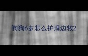 狗狗6岁怎么护理边牧
